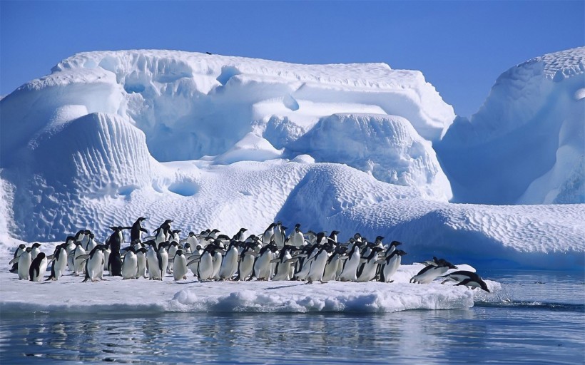 点击大图看下一张：野生动物企鹅图片