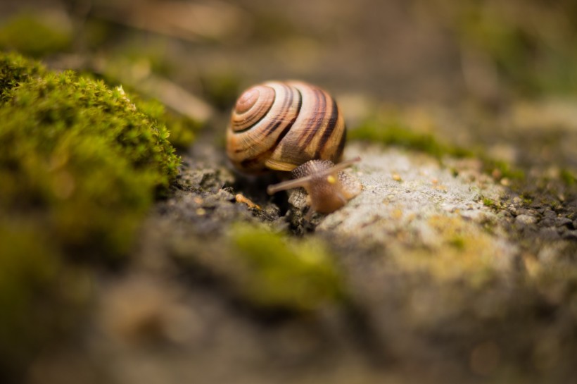 点击大图看下一张：爬行缓慢的蜗牛图片
