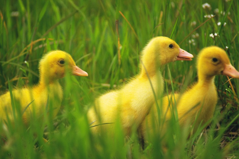 点击大图看下一张：嫩黄色的小鸭子图片