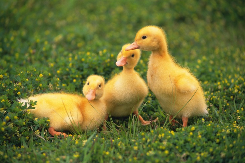 点击大图看下一张：嫩黄色的小鸭子图片