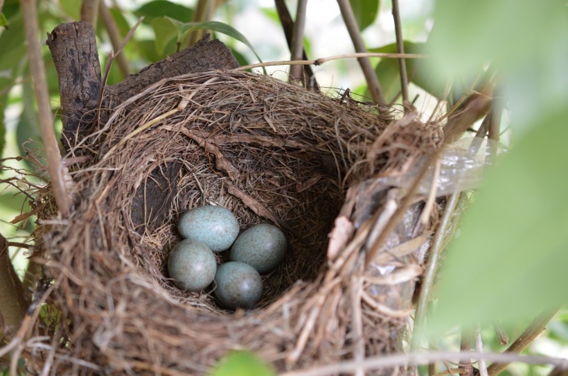 点击大图看下一张：鸟巢中的鸟蛋图片