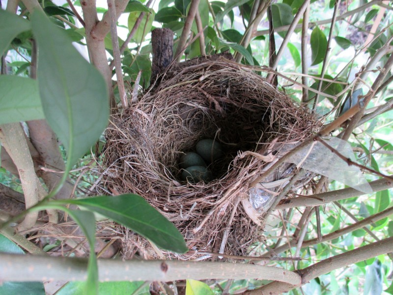 点击大图看下一张：鸟巢中的鸟蛋图片