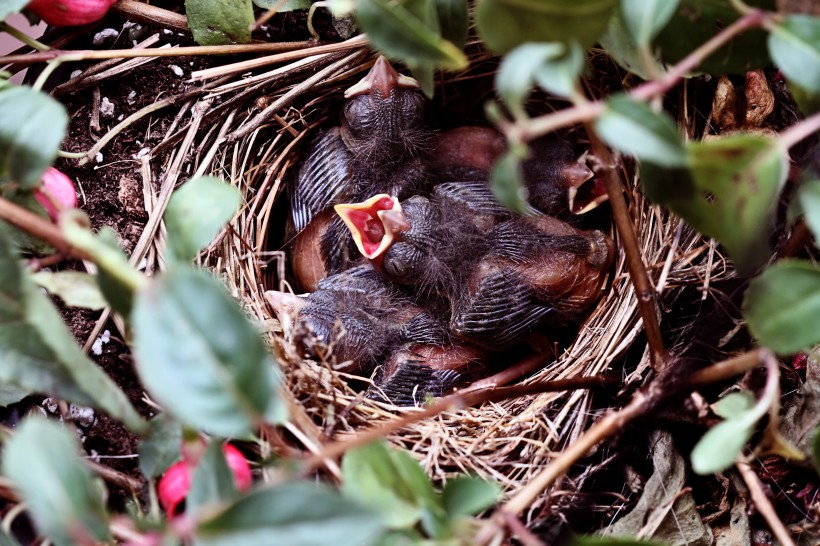 点击大图看下一张：鸟窝里嗷嗷待哺的雏鸟图片
