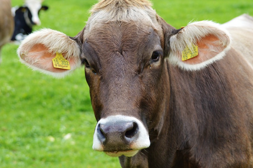 点击大图看下一张：可爱呆萌小牛犊图片