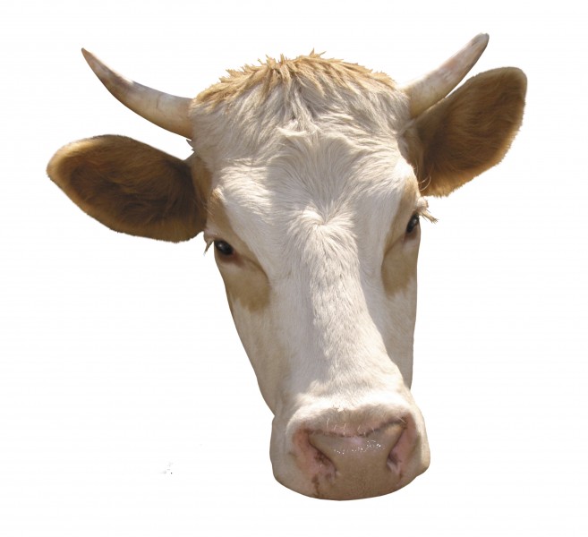 点击大图看下一张：牛的头部特写图片