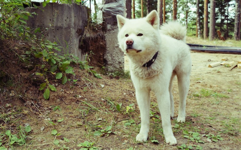 点击大图看下一张：暖萌的秋田犬图片