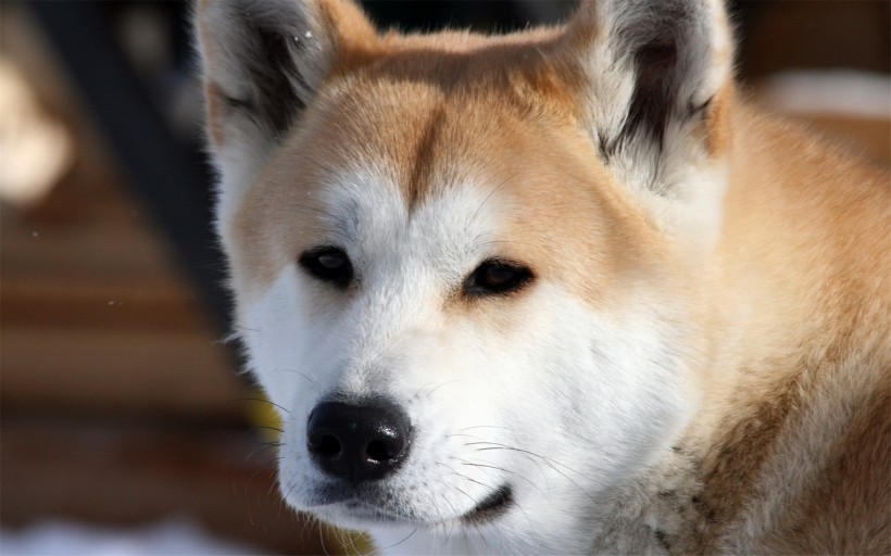 点击大图看下一张：暖萌的秋田犬图片