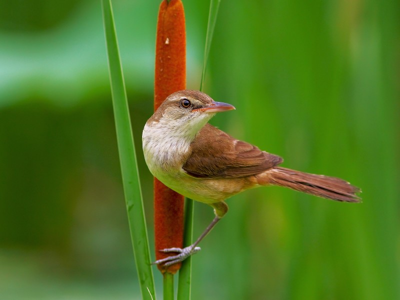 点击大图看下一张：东方大苇莺图片