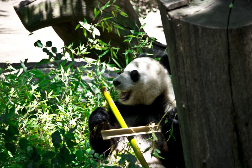 点击大图看下一张：吃竹子的熊猫图片
