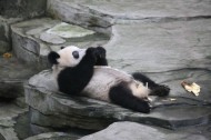 动物园饲养的可爱大熊猫图片_13张