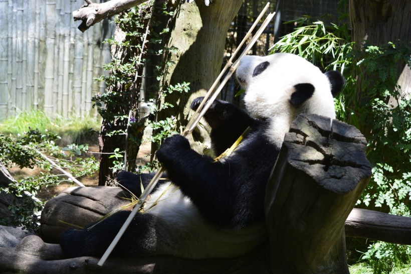 点击大图看下一张：吃竹子的熊猫图片