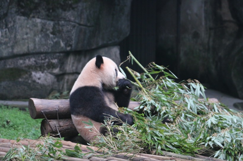 点击大图看下一张：可爱大熊猫图片