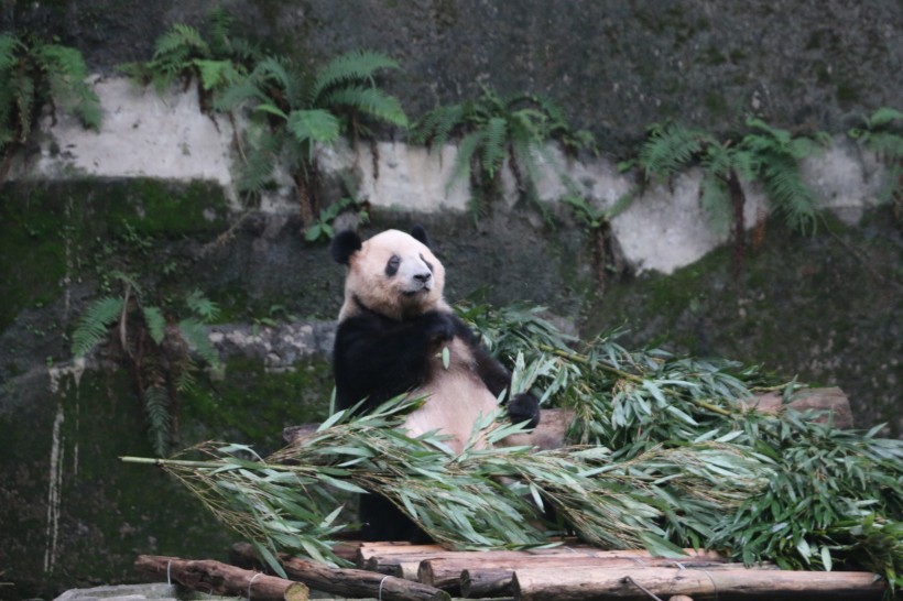 点击大图看下一张：可爱大熊猫图片