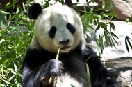 吃竹子的熊猫图片_7张