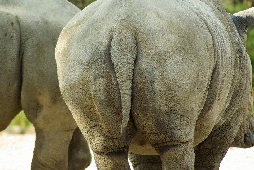 点击大图看下一张：身体庞大的犀牛图片