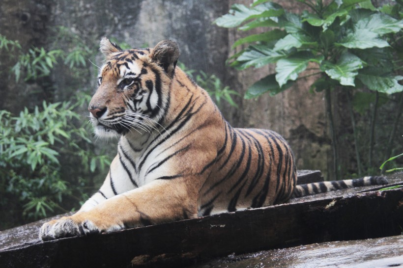 点击大图看下一张：极危品种之苏门答腊虎图片
