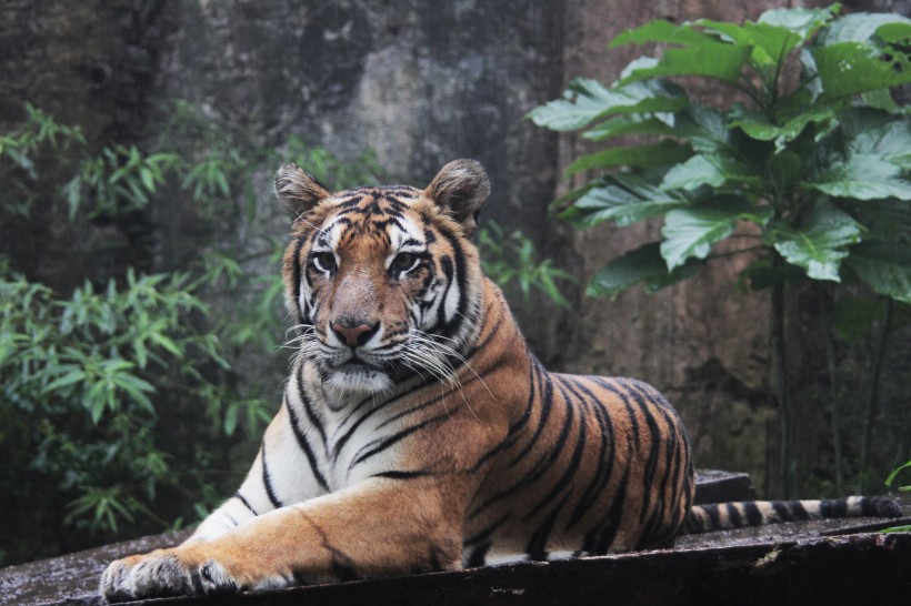 点击大图看下一张：极危品种之苏门答腊虎图片