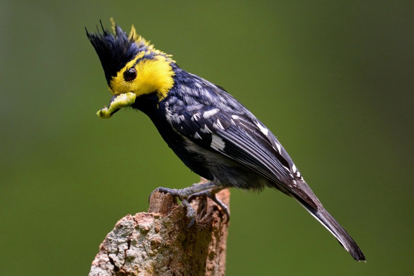 点击大图看下一张：黄颊山雀鸟类图片