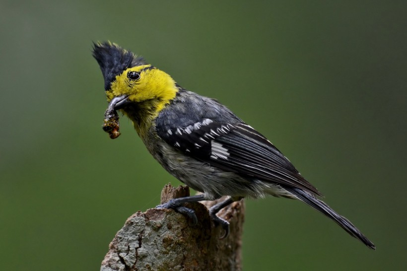 点击大图看下一张：黄颊山雀鸟类图片