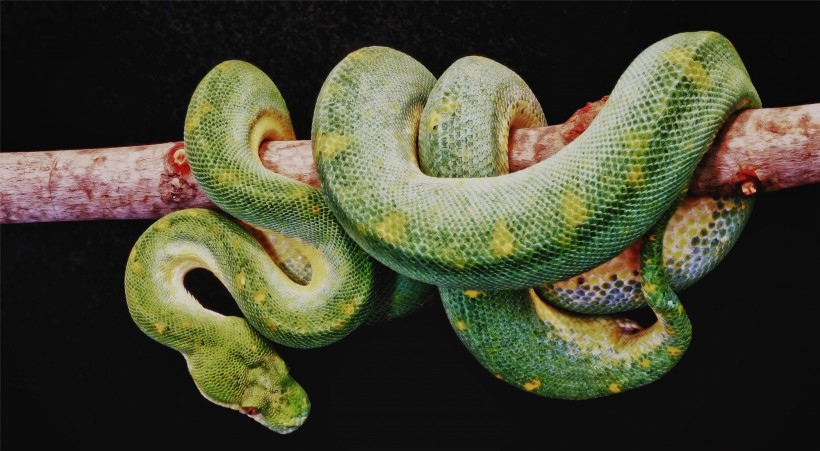 点击大图看下一张：爬行动物蛇的图片