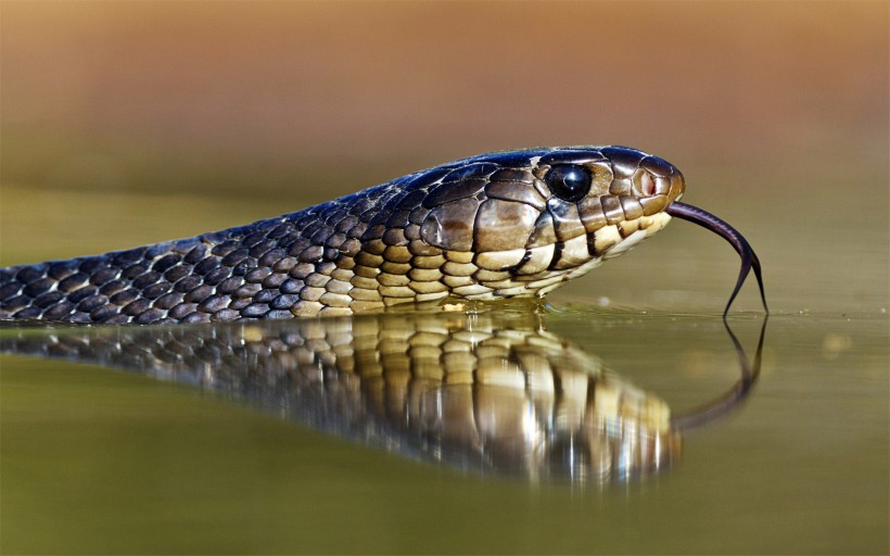点击大图看下一张：爬行动物蛇的图片