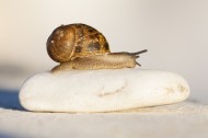 缓慢爬行的蜗牛图片_14张