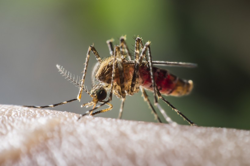 点击大图看下一张：趴在皮肤上吸血的蚊子图片