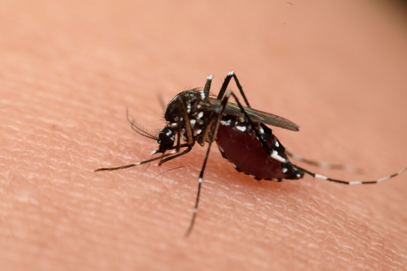 点击大图看下一张：趴在皮肤上吸血的蚊子图片