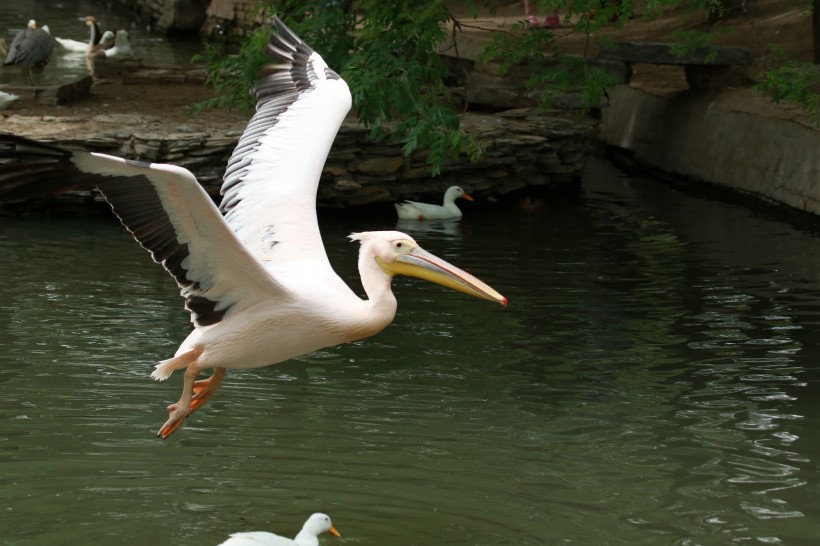 点击大图看下一张:鹈鹕鸟类图片