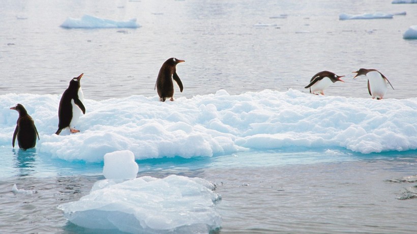 点击大图看下一张：呆萌的企鹅图片