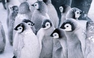 南极企鹅图片_20张