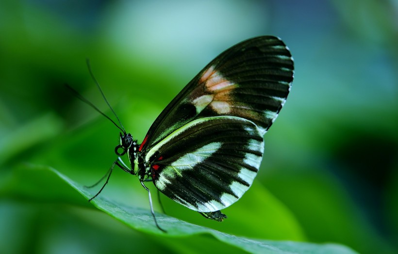点击大图看下一张：漂亮的大凤蝶图片
