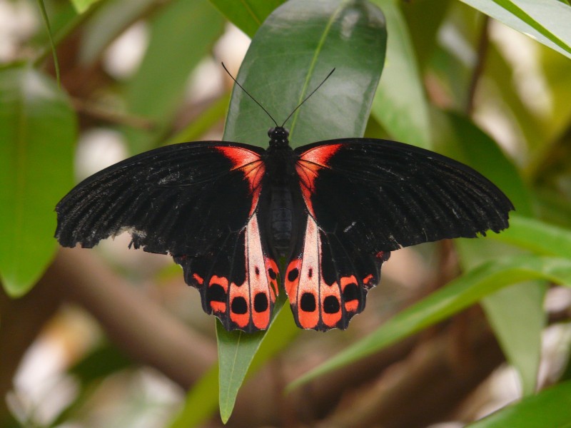 点击大图看下一张：漂亮的大凤蝶图片