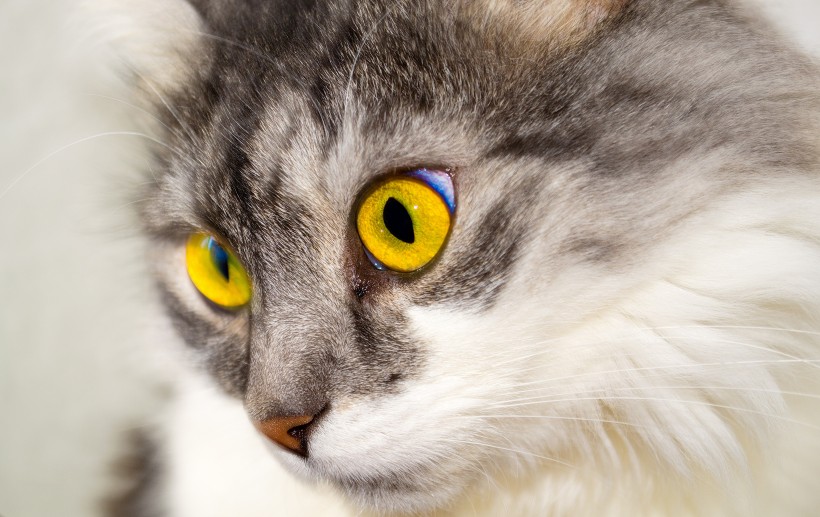 点击大图看下一张：漂亮的猫眼图片