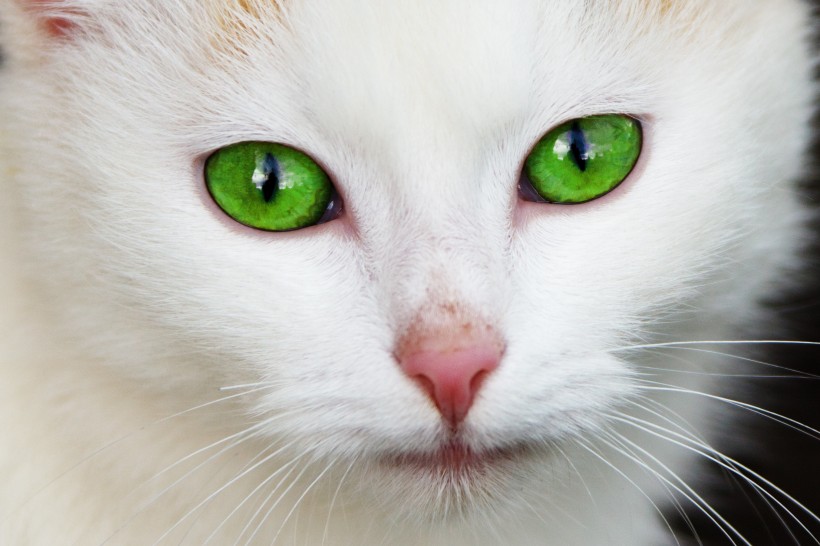 点击大图看下一张：漂亮的猫眼图片