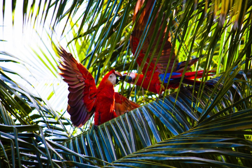 点击大图看下一张：漂亮的五彩金刚鹦鹉图片