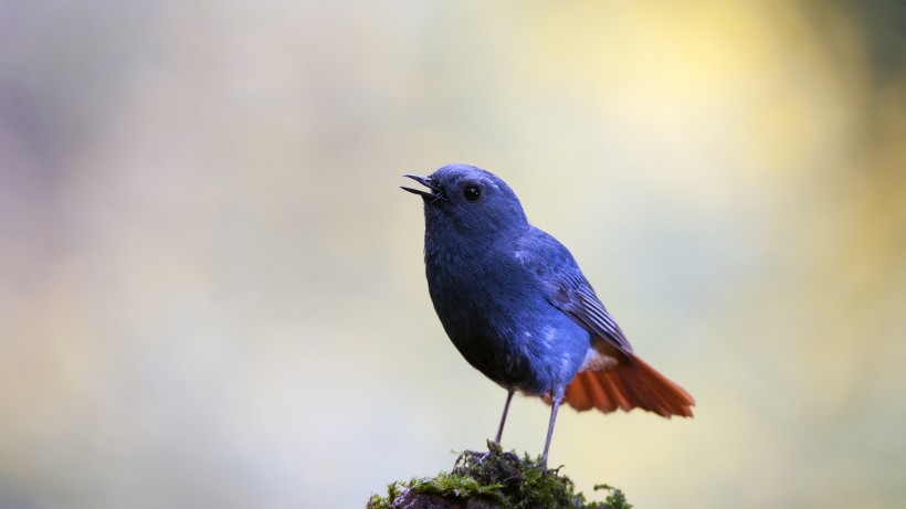 点击大图看下一张:红尾水鸲图片