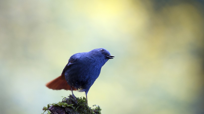 点击大图看下一张:红尾水鸲图片