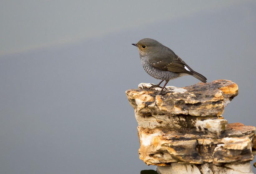 点击大图看下一张：红尾水鸲图片