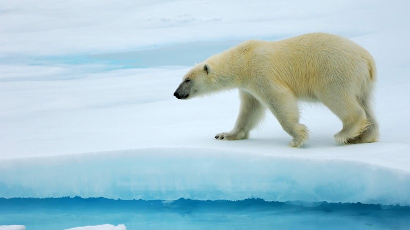 点击大图看下一张：北极熊图片