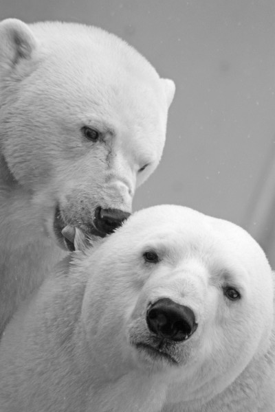 点击大图看下一张：可爱的北极熊图片