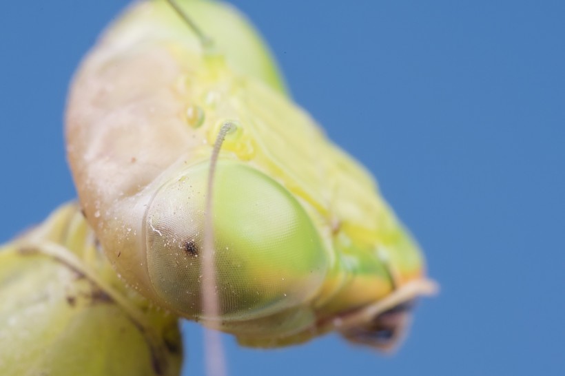 点击大图看下一张：螳螂头部特写图片
