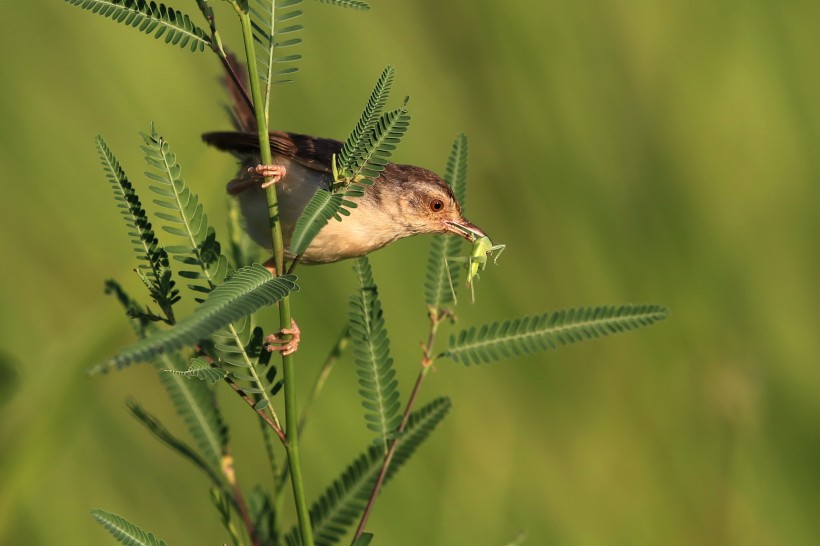 点击大图看下一张:鹪莺图片