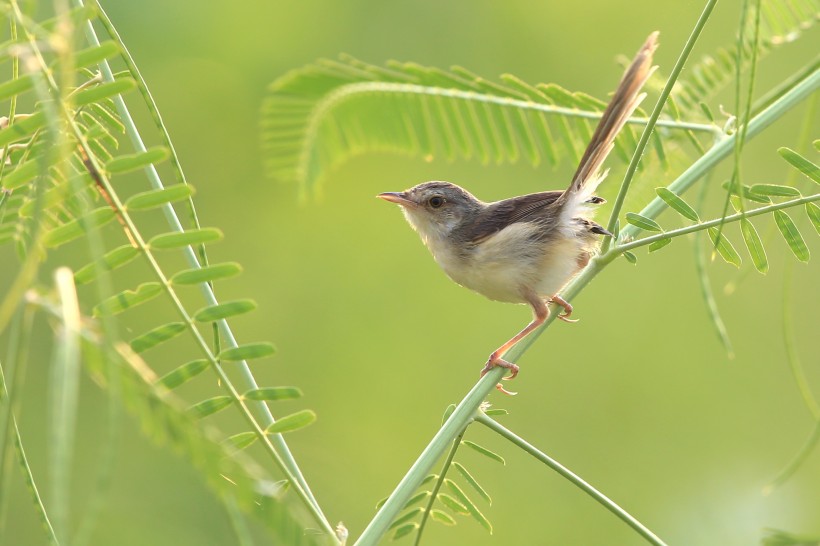 点击大图看下一张:鹪莺图片