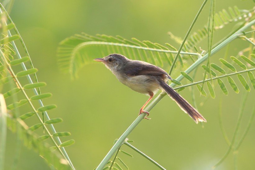 点击大图看下一张:鹪莺图片
