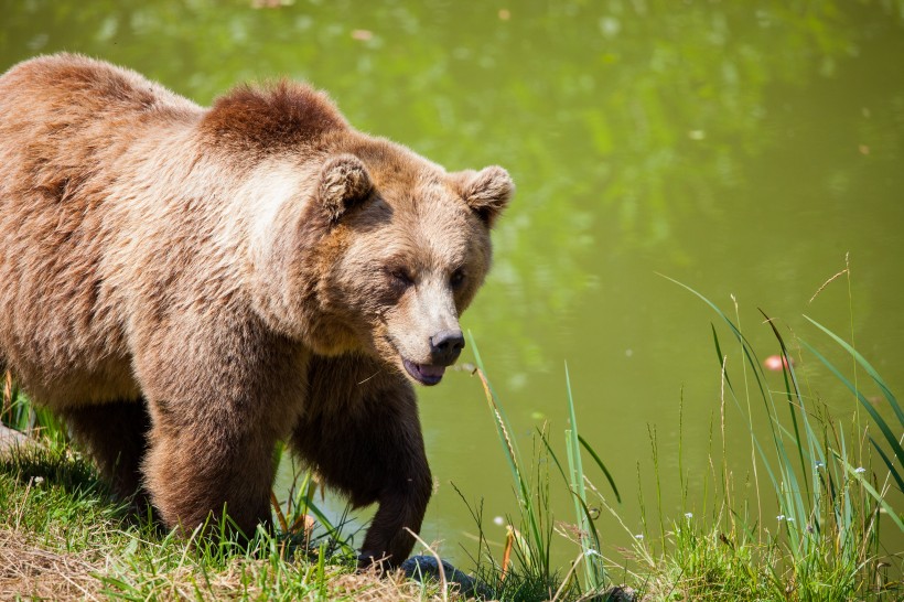 点击大图看下一张：强壮的棕熊图片