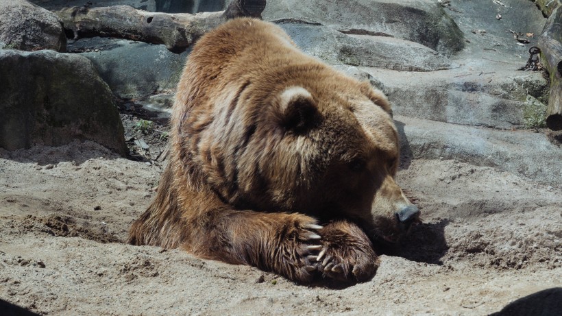 点击大图看下一张：强壮的棕熊图片