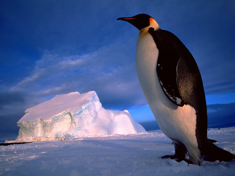 点击大图看下一张：南极企鹅图片