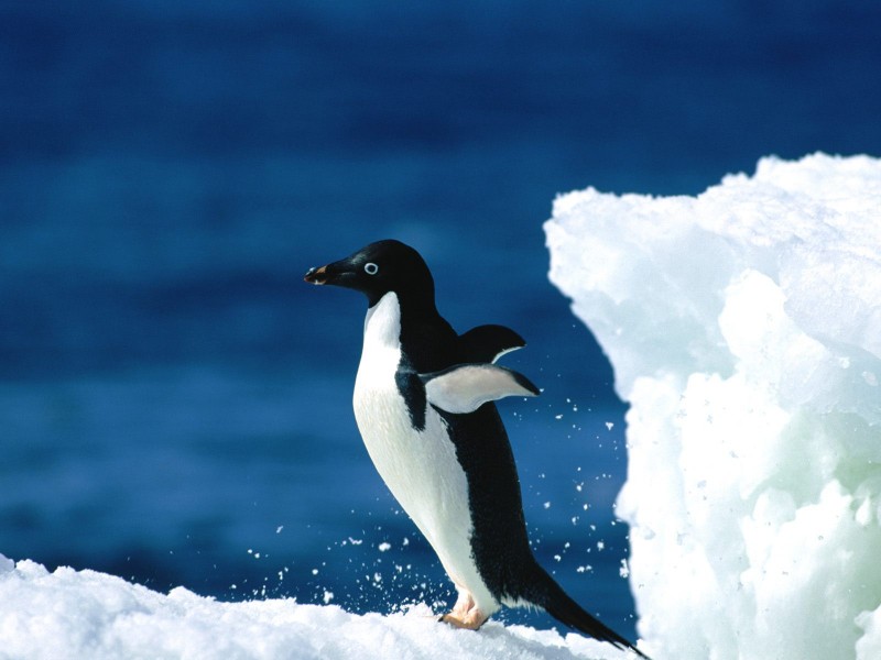 点击大图看下一张：南极企鹅图片