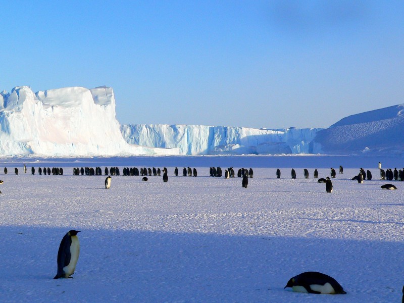 点击大图看下一张：步履蹒跚的南极企鹅图片